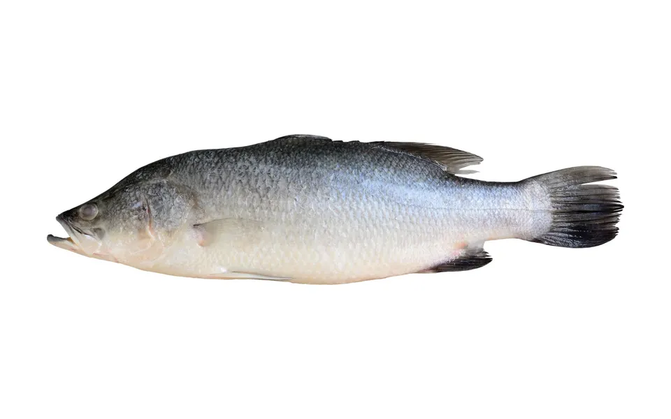 Photo: barramundi (Lates calcarifer) on a white background