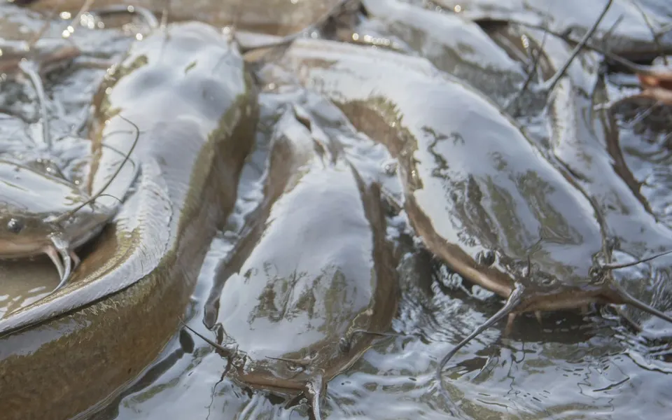 Photo: African catfish (Clarias gariepinus) crowding in shallow water, with their long barbels