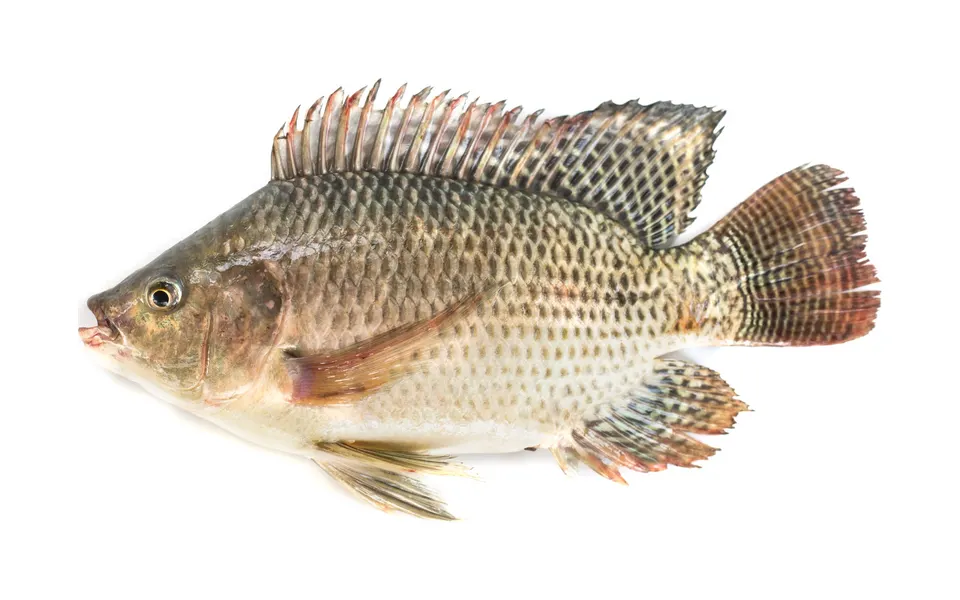 Photo: Nile tilapia (Oreochromis niloticus) on a white background