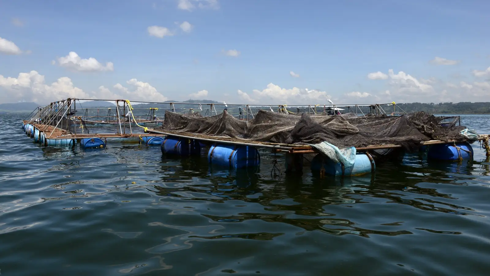 Photo: floating fish cages on a lake under a blue sky, with blue barrels as floats and nets over the cages.